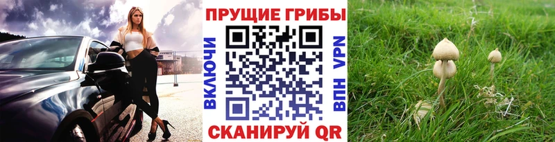 Галлюциногенные грибы Cubensis  купить наркотики сайты  Яранск 
